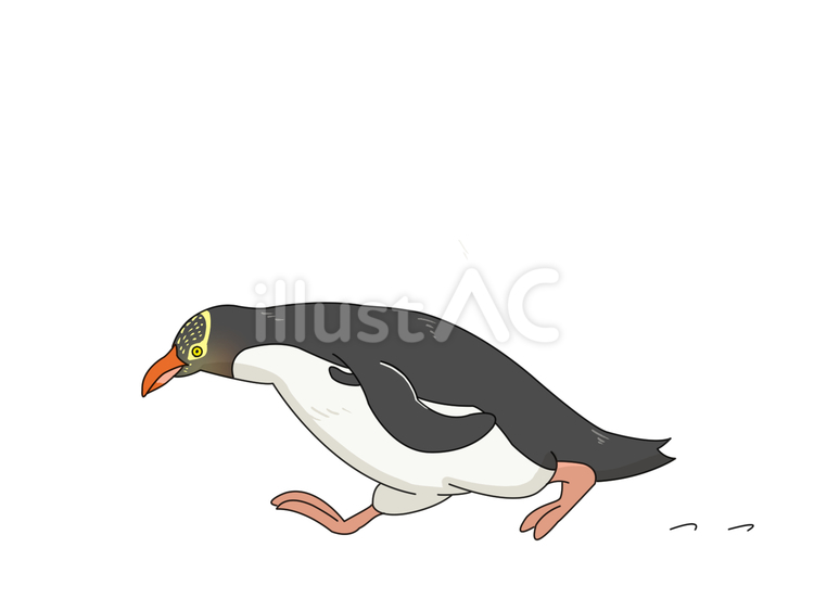 キンメペンギン（走る） キンメペンギン,キガシラペンギン,グランドペンギンのイラスト素材