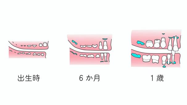 生え変わり_出生時～1歳 歯科,乳歯,永久歯,生え変わり,歯,萌出,出生時,生後半年,1歳のイラスト素材