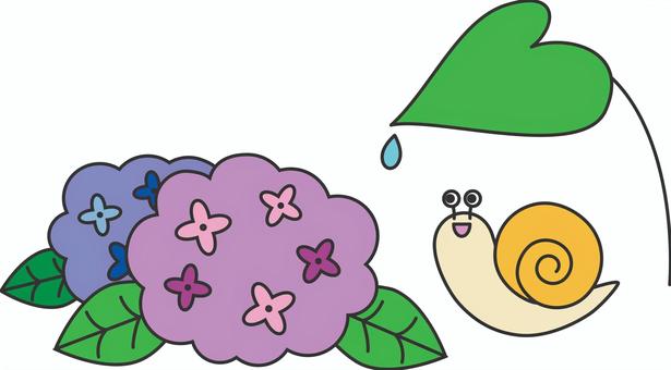 カタツムリとあじさい　カラー- カタツムリ,あじさい,葉,しずく,雨,梅雨,雨季,虫,植物,自然のイラスト素材