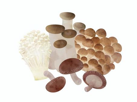 きのこ4種 きのこ,ぶなしめじ,えのき,エリンギ,しいたけ,食材,水彩,イラスト,手描き,手書きのイラスト素材