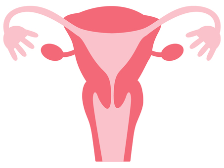 女性の子宮 子宮,女,卵巣,卵管,膣,卵管采,子宮体部,子宮頸部,臓器,人間のイラスト素材