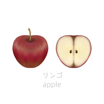 林檎　果物　フルーツ リンゴ,フルーツ,秋,食べ物,断面のイラスト素材