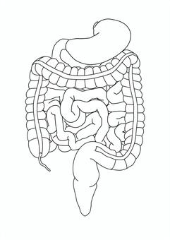 人体の胃・小腸・大腸 胃,小腸,大腸,虫垂,上行結腸,横行結腸,下行結腸,s状結腸,直腸,内臓のイラスト素材
