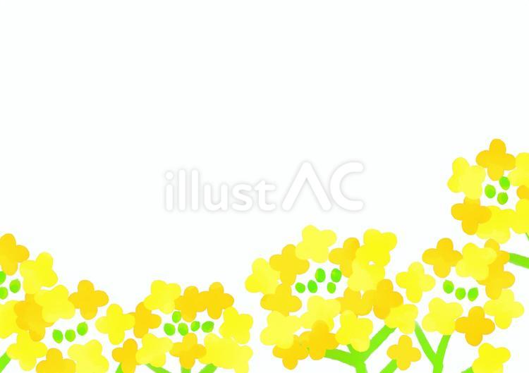 菜の花の背景素材 花,植物,春のイラスト素材