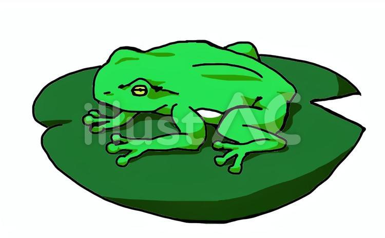 カエル２ カエル,生き物,雨のイラスト素材