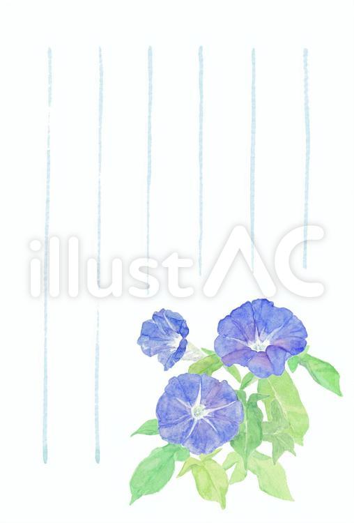 季節のはがき【夏・朝顔2202】罫あり 朝顔,青,花のイラスト素材