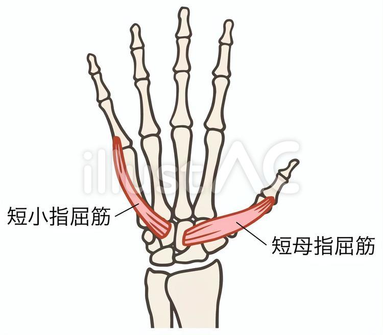 短母指屈筋　短小指屈筋　手の筋肉 短母指屈筋,短小指屈筋,母指球筋のイラスト素材