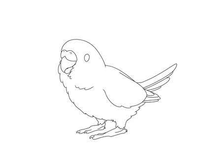 セキセイインコ線画 鳥,インコ,かわいい,ペット,手乗り,無料,フリー,セキセイインコ,線画,素材のイラスト素材