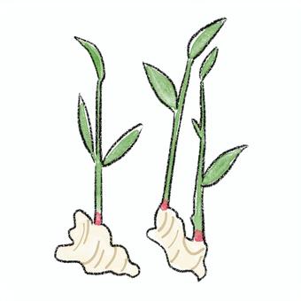 根生姜　水彩 根生姜,しょうが,生姜,薬味,辛味,健康,つまみ,新生姜,水彩のイラスト素材