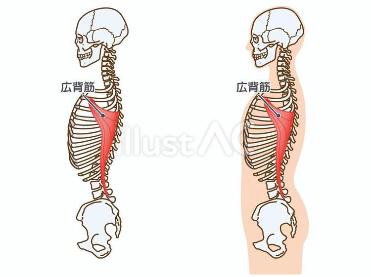 広背筋と骨格：横から：筋名あり 広背筋,筋,筋肉のイラスト素材