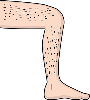 すね毛　　 すね毛,ムダ毛,足,膝,関節,体,パーツ,シンプル,線画のイラスト素材