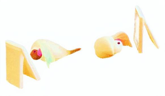 毛繕い 毛繕い,鏡,ミラー,お手入れ,身だしなみ,文鳥,小鳥,動物のイラスト素材