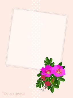 Illustration, fiore, hermanus, botanico, 