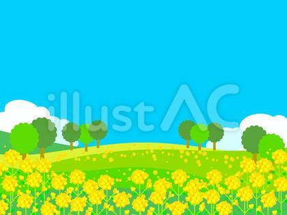 一面の菜の花の咲く風景素材