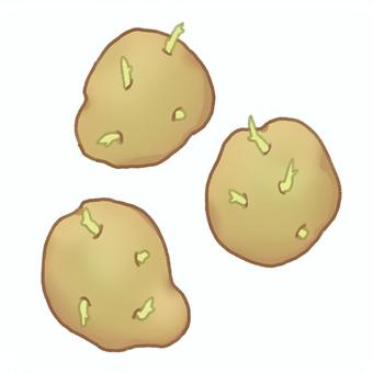 芽が出たじゃがいも 3個 じゃがいも,イモ,食べ物,手描き,芽のイラスト素材