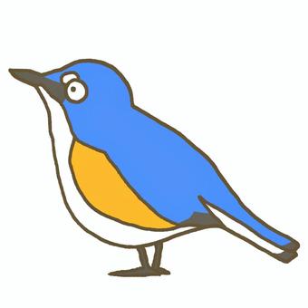 ルリビタキさん ルリビタキ,小鳥,野鳥,青い,デフォルメ,生き物,かわいい,挿絵,単体,背景透過のイラスト素材