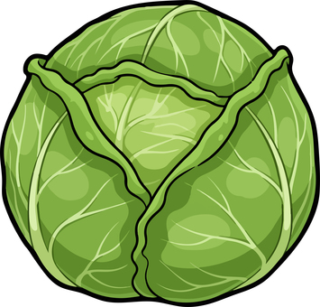キャベツ キャベツ,葉物,葉野菜,緑,グリーン,サラダ,シャキシャキ,ベクターのイラスト素材