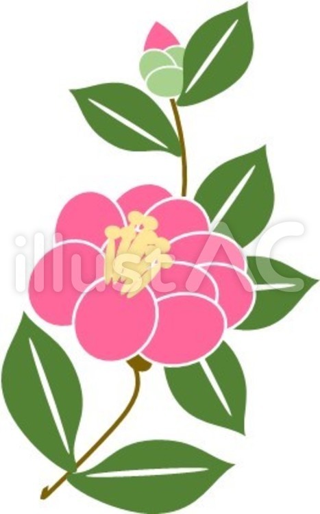 椿　2018 冬の花,1月,赤い花のイラスト素材