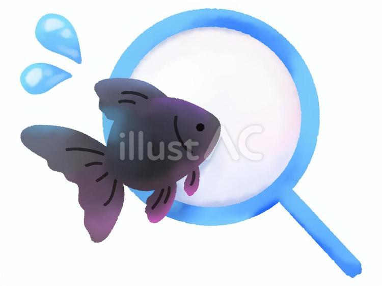 金魚すくい（黒/水彩） 金魚,黒色,魚のイラスト素材