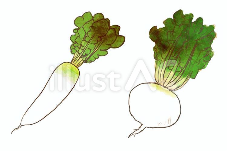 大根 大根,野菜,だいこんのイラスト素材