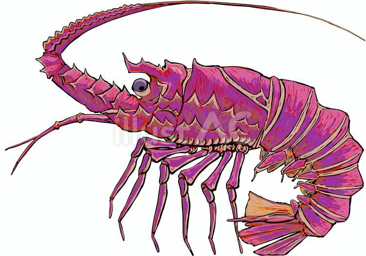 エビ エビ,海老,伊勢エビのイラスト素材