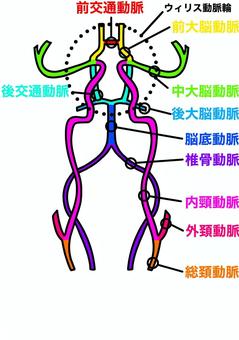 脳動脈の名称 脳動脈,ウィリス動脈輪,総頚動脈,椎骨動脈,血管,カラー,名称のイラスト素材