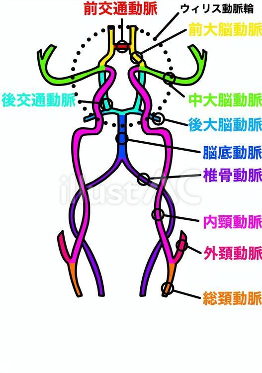 脳動脈の名称 脳動脈,ウィリス動脈輪,総頚動脈のイラスト素材