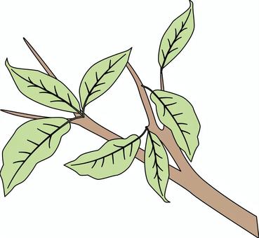 枝葉っぱ 枝,葉っぱ,葉脈,植物,植栽,自然,イメージのイラスト素材