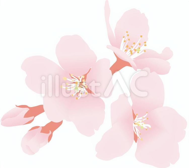 桜2 桜,さくら,春のイラスト素材