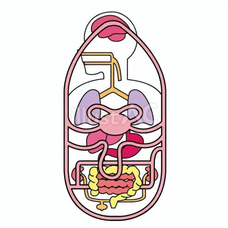 血液の流れ 高校,教材,医療のイラスト素材