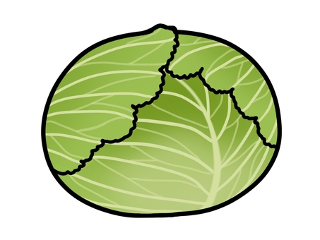 キャベツ キャベツ,野菜,食べ物,食材,料理,材料,生食,食品,芯,葉のイラスト素材