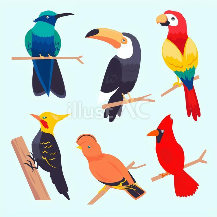 色々な種類の熱帯の鳥 鳥,熱帯,カラフルのイラスト素材