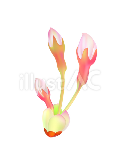 0006_桜の蕾