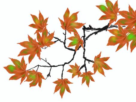 紅葉 紅葉,秋,色づき,落ち葉,きれい,紅葉狩り,赤い葉,四季,日本的,日本のイラスト素材