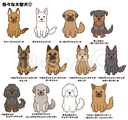 色々な大型犬① 〇〇シェパード