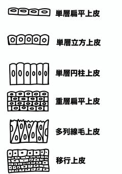 上皮の種類　線画 上皮,種類,単層扁平,移行,多列線毛,線画のイラスト素材
