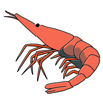 北国赤海老 北国赤海老,甘エビ,卵,赤,甲殻類,手書き,透過,挿絵,カラーのイラスト素材