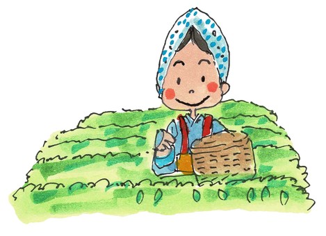 水彩茶摘み002 お茶摘み,女性,茶畑,八十八夜,緑茶のイラスト素材