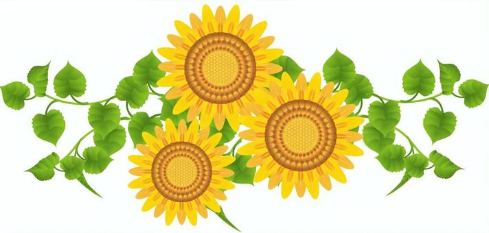 Sunflower 29, عباد الشمس, البتلة نبات, ورق, JPG, PNG and AI