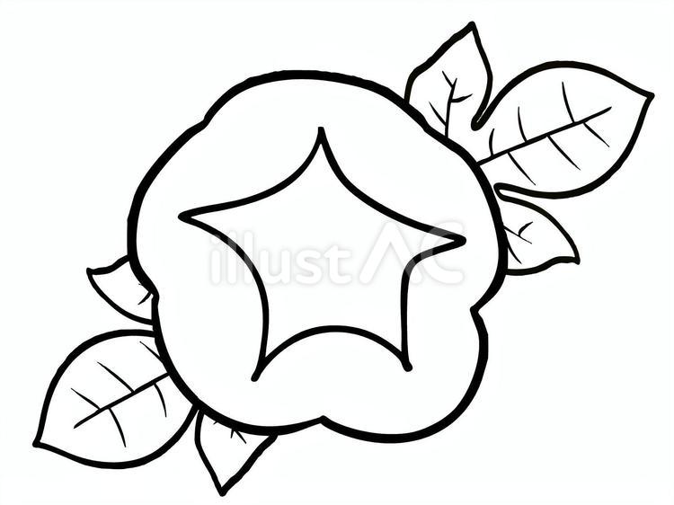 線画の朝顔 朝顔,花,植物のイラスト素材