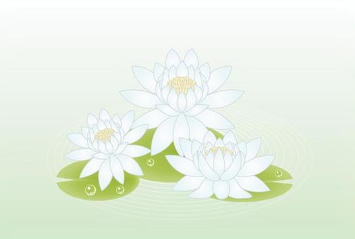 正月素材123 蓮,蓮華,花,植物,きれい,緑,夏のイラスト素材