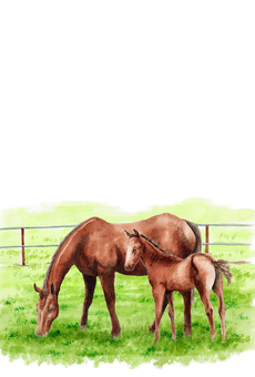 年賀ハガキ水彩馬の親子 馬,午年,動物,親子,年賀状,年賀ハガキ,干支,十二支,水彩,手描きのイラスト素材