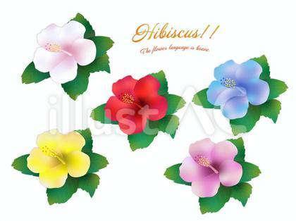 ハイビスカスの花3