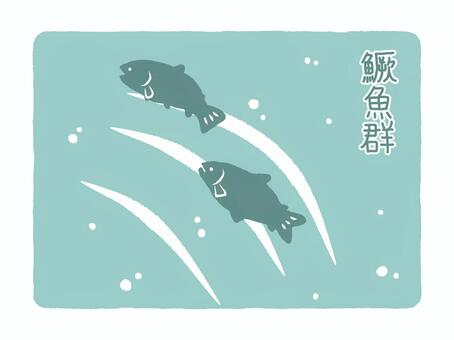 鱖魚群　さけのうおむらがる 七十二候,大雪,末候,12月,旧暦,冬,鮭,遡上,産卵,風景のイラスト素材