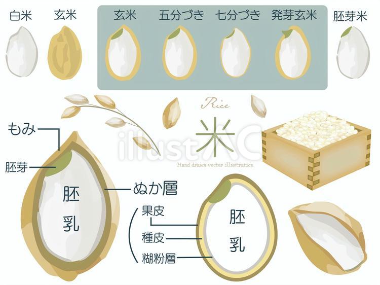 米の構造 米,構造,断面のイラスト素材