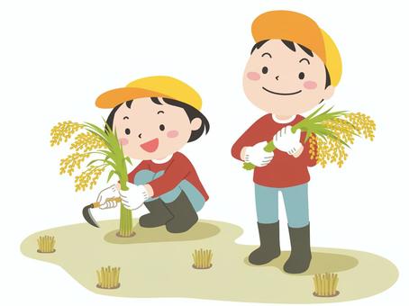 稲刈りをする子ども 稲刈り,稲,収穫,子ども,女の子,男の子,お米,体験学習,鎌,軍手のイラスト素材