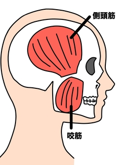 咬筋と側頭筋　カラー 咬筋,側頭筋,横顔,筋肉,カラーのイラスト素材
