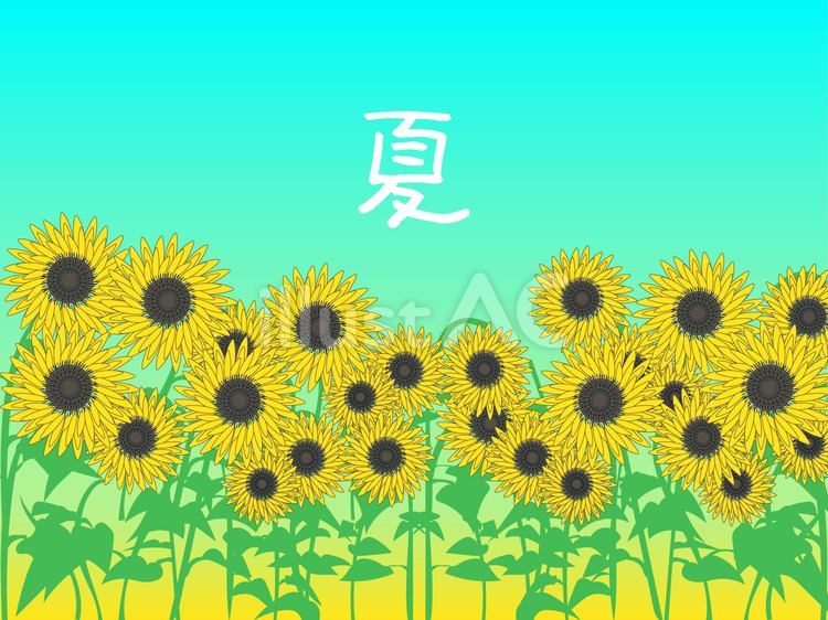 ひまわり畑 夏,ひまわり,ひまわり畑のイラスト素材