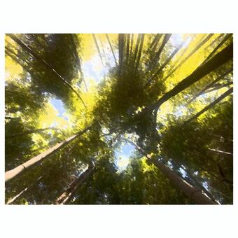 下から森林を見上げた水彩画 森林,太陽,自然,水彩画,神秘,木,日向,芸術,緑色のイラスト素材