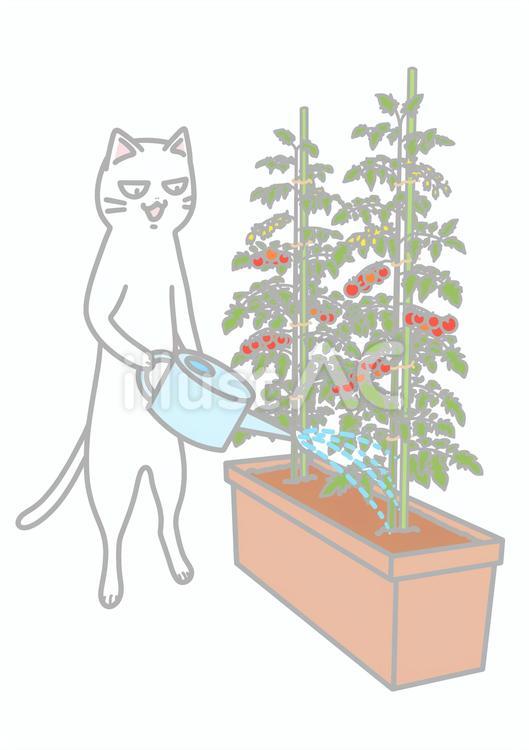 ミニトマトに水やりをする白猫 猫,水やり,ミニトマトのイラスト素材